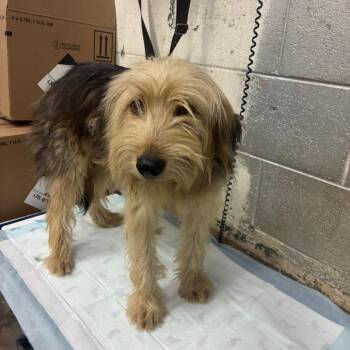 Popcorn -  Mixed Breed Dog for Adoption in Corbin, Kentucky - Popcorn | PetCurious