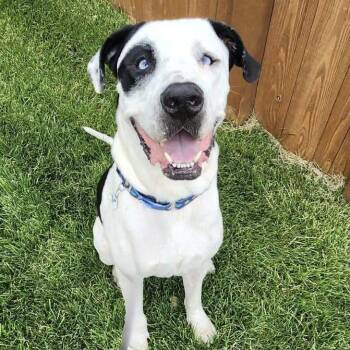 Klondike -  Great Dane Dog for Adoption in Mead, Colorado - Klondike | PetCurious