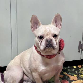 Rescue French Bulldog Dogs for Adoption in Danville, Vermont - Jodie | PetCurious