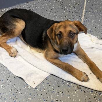 TUSC-Stray-85004 -  Hound and Shepherd Dog for Adoption in Tuscaloosa, Alabama - TUSC-Stray-85004 | PetCurious