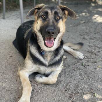 Shelly -  German Shepherd Dog and Mixed Breed Dog for Adoption in Riverside, California - Shelly | PetCurious