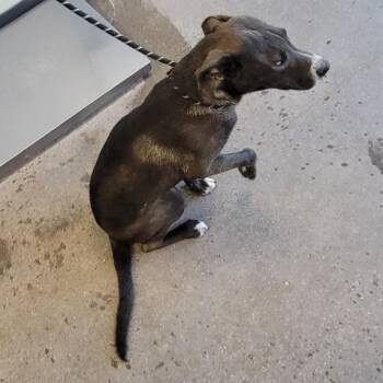 108603 -  Mixed Breed Dog for Adoption in Las Cruces, New Mexico - 108603 | PetCurious