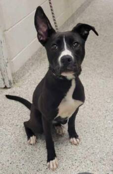 Misa -  Mixed Breed Dog for Adoption in Kansas City, Missouri - Misa | PetCurious
