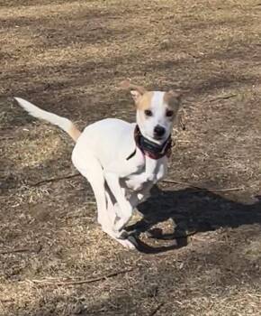 Rescue Hound and Labrador Retriever Dogs for Adoption in Latham, New York - ODIN | PetCurious