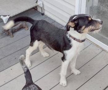 Trix -  Wirehaired Terrier Dog for Adoption in Camden, South Carolina - Trix | PetCurious