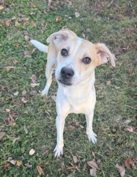 Rescue Terrier and Mixed Breed Dogs for Adoption in Knoxville, Tennessee - Airpod | PetCurious