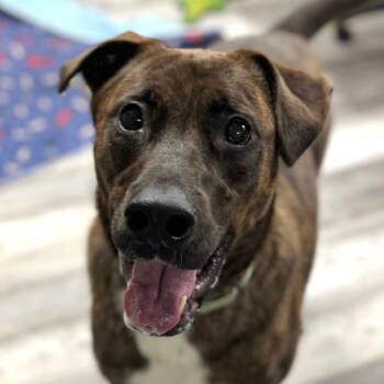 Labrador Retriever and German Shepherd Dog Dogs Available for Adoption - SHADOW K | PetCurious