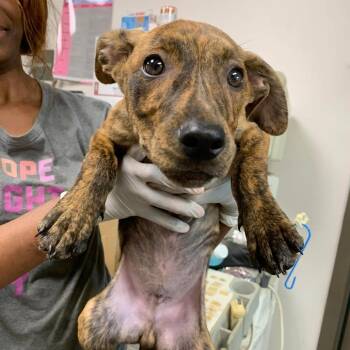 Lentil -  Labrador Retriever and Catahoula Leopard Dog Dog for Adoption in Hattiesburg, Mississippi - Lentil | PetCurious