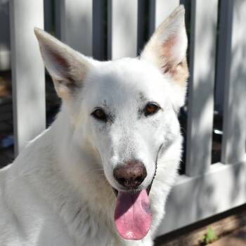 Kixie -  Shepherd Dog Available for Adoption in Auburn, Nebraska - Kixie | PetCurious