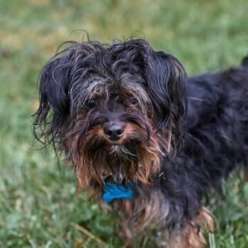 Georgia -  Yorkshire Terrier and Maltese Dog for Adoption in Arlington Heights, Illinois - Georgia | PetCurious