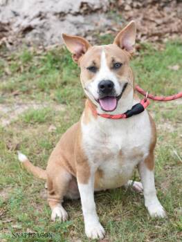 American Staffordshire Terrier Dogs Available for Adoption in Houston, Texas - Ariel | PetCurious