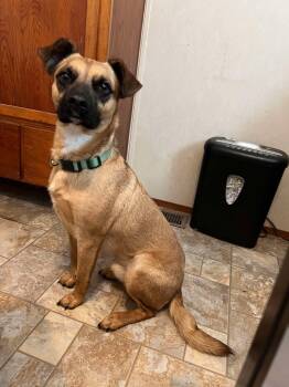 Rescue Terrier Dogs for Adoption in Parsons, West Virginia - Reggie | PetCurious