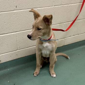 Mixed Breed Dogs Available for Adoption in Memphis, Tennessee - Scooby | PetCurious