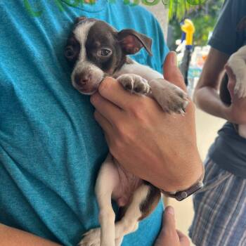 Rescue Chihuahua Dogs for Adoption in Venice, Florida - Clarabelle | PetCurious