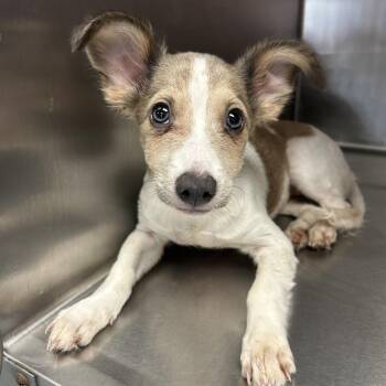 Rose -  Mixed Breed Dog for Adoption in Saint Joseph, Missouri - Rose | PetCurious