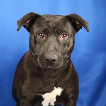 Black Labrador Retriever Dogs Available for Adoption in Tupelo, Mississippi - Violet - 121604T | PetCurious