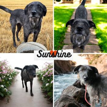 Terrier and Schnauzer Dogs Available for Adoption - Sunshine | PetCurious