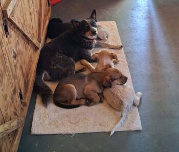 Danny -  Australian Cattle Dog Blue Heeler Dog for Adoption in Lakewood Ranch, Florida - Danny | PetCurious