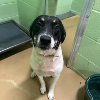 Finn -  Smooth Collie and Mixed Breed Dog for Adoption in Corpus Christi, Texas - Finn | PetCurious