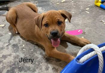Jerry -  Rottweiler and Pit Bull Terrier Dog for Adoption in Saginaw, Michigan - Jerry | PetCurious