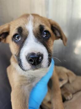 American Staffordshire Terrier Dogs Available for Adoption - PANCHA | PetCurious