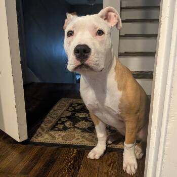 Rescue Mixed Breed Dogs for Adoption in Fairport, New York - Phoebe | PetCurious