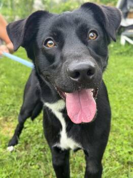 Mason -  Black Labrador Retriever Dog for Adoption in Anderson, Indiana - Mason | PetCurious