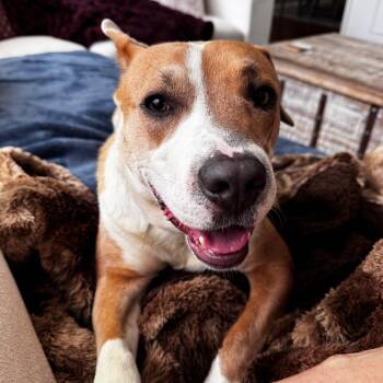 Santi -  American Staffordshire Terrier Dog Available for Adoption in Pittsburgh, Pennsylvania - Santi | PetCurious
