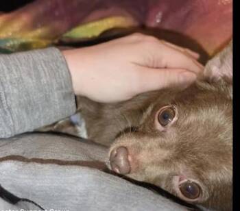 Chihuahua and Mixed Breed Dogs Available for Adoption in Hobart, Indiana - Sug | PetCurious