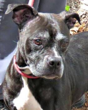 Pit Bull Terrier Dogs Available for Adoption in Lexington, Virginia - Betty | PetCurious