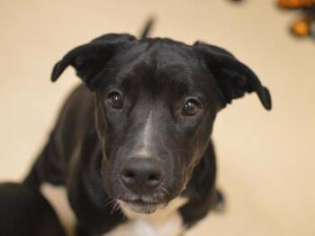 Twinkle -  Pit Bull Terrier and Chow Chow Dog for Adoption in Portland, Oregon - Twinkle | PetCurious