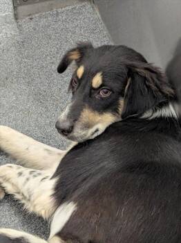 Rescue Mixed Breed Dogs for Adoption in Dallas, Texas - SPANKY | PetCurious