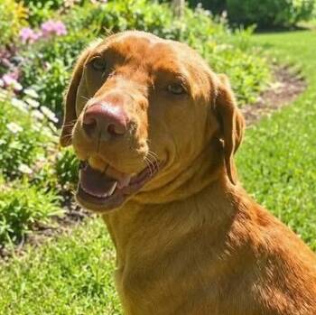 Bella -  Labrador Retriever Dog for Adoption in Jay, New York - Bella | PetCurious