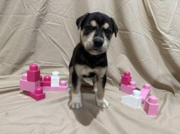 Rescue Husky Dogs for Adoption in Middlefield, Ohio - Raven | PetCurious