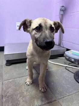 Mixed Breed Dogs Available for Adoption in El Paso, Texas - 60934386 | PetCurious
