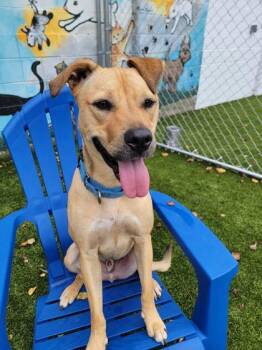 Arthur -  Retriever and Mixed Breed Dog for Adoption in Savannah, Georgia - Arthur | PetCurious