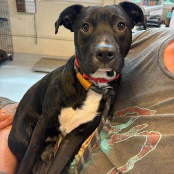 Mikey -  Mixed Breed Dog for Adoption in Huntington, West Virginia - Mikey | PetCurious