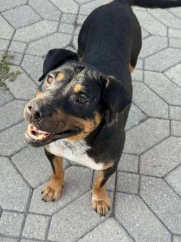 Rescue Mixed Breed Dogs for Adoption in Grand Forks, North Dakota - Pumpkin | PetCurious