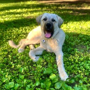 Buz -  Anatolian Shepherd Dog for Adoption in High Ridge, Missouri - Buz | PetCurious