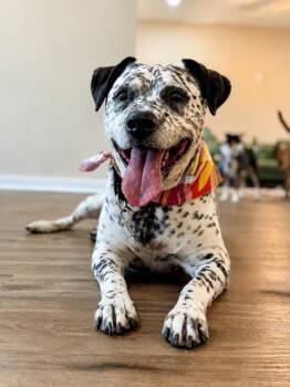 Dottie Darling Dalmatian -  Dalmatian Dog for Adoption in Friendswood, Texas - Dottie Darling Dalmatian | PetCurious