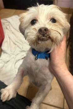 Shih Tzu and Maltese Dogs Available for Adoption - Elvis | PetCurious