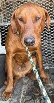 Retriever and Mixed Breed Dogs Available for Adoption - Oliver | PetCurious