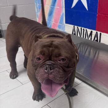 King -  English Bulldog Dog for Adoption in Lufkin, Texas - King | PetCurious