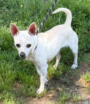 Moxie -  Chihuahua Dog for Adoption in Staley, North Carolina - Moxie | PetCurious