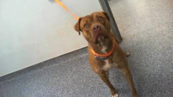 Pit Bull Terrier Dogs Available for Adoption - A1260476 | PetCurious