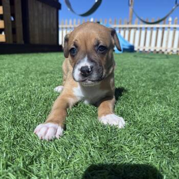 Linus -  Boxer and Cattle Dog Dog for Adoption in Woodinville, Washington - Linus | PetCurious