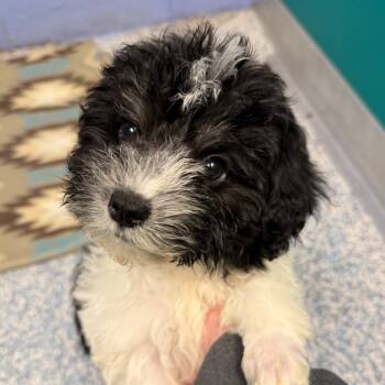 Rescue Shih Tzu and Poodle Dogs for Adoption in Stillwater, Oklahoma - Muffin | PetCurious