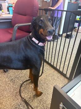 Cleopatra -  Mixed Breed Dog for Adoption in Columbia, Tennessee - Cleopatra | PetCurious