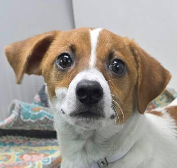 Rowan -  Jack Russell Terrier and Beagle Dog for Adoption in Newport, Tennessee - Rowan | PetCurious