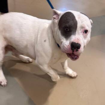 Pit Bull Terrier Dogs Available for Adoption in Winston-salem, North Carolina - Mango | PetCurious